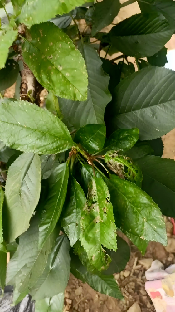 櫻桃種植樹勢衰弱，炭疽病、輪紋病、穿孔病混合侵染怎么辦？
