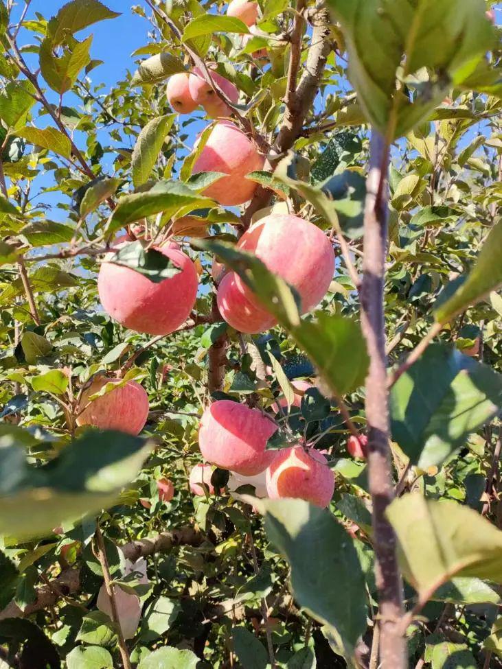 蘋果上市早、個頭大、味道好！島本酵素微生物菌劑構(gòu)建良好微生態(tài)，減少果樹落果，助力增產(chǎn)增收！