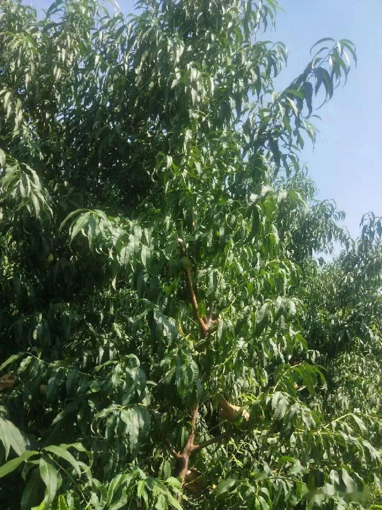 桃樹采果后怎么進行施肥管理？