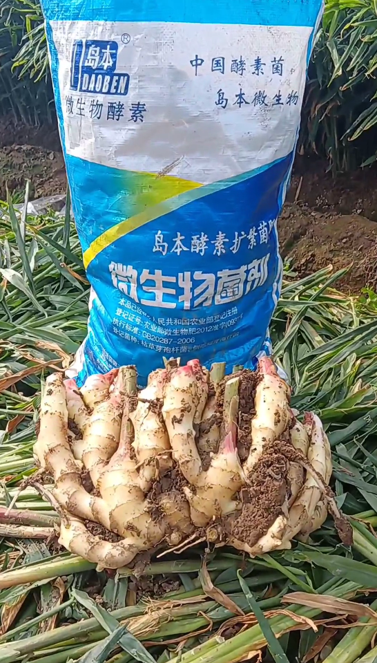 29年大姜重茬地再次喜獲豐收，看酵素菌肥改土防病抗重茬的效果！