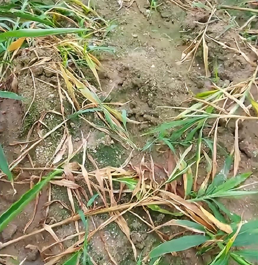 姜瘟還是根腐？大姜澇害黃葉死棵怎么辦？