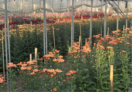 ?島本酵素菌技術(shù)，科技賦能鮮花種植，從土壤改良到根系養(yǎng)護，走中國特色花卉種植之路